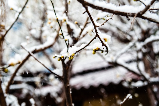 连着萨卡的